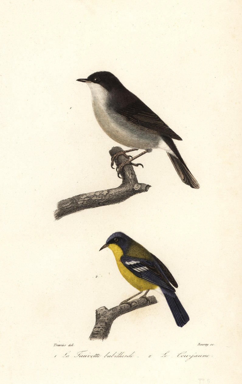 Lesser whitethroat and yellow-throated warbler. 作者 爱德华（之后）特拉维斯