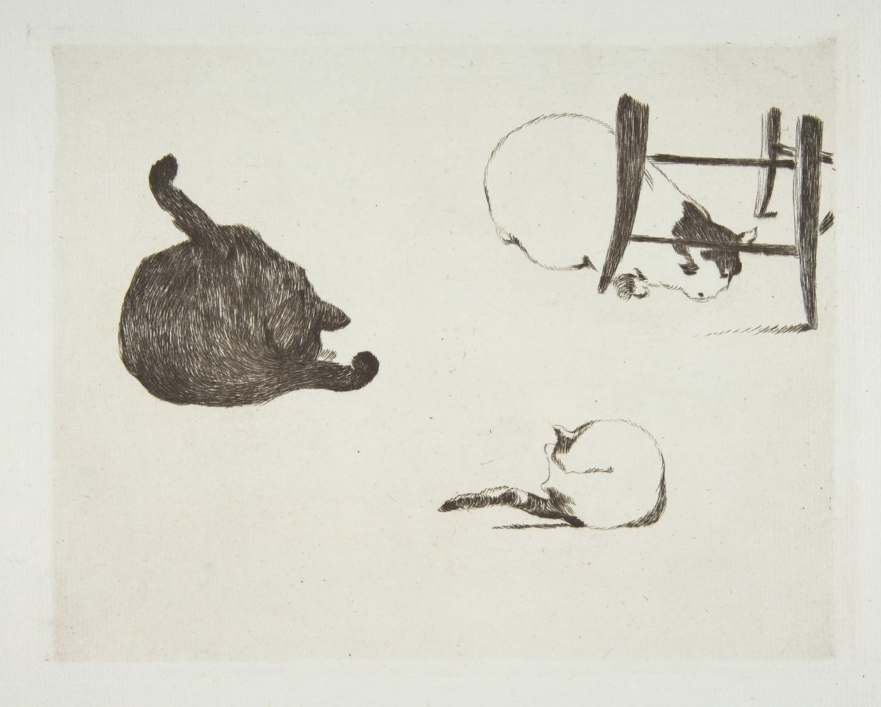 猫，1868-69。 作者 爱德华·马奈