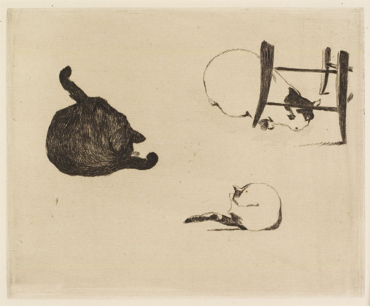 猫，1869年 作者 爱德华·马奈
