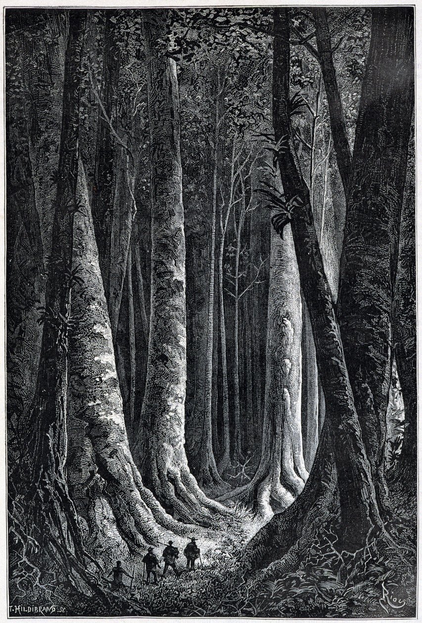 法属圭亚那森林，由Riou绘制，"Le Tour du Monde"，第二学期。1879. 作者 爱德华·里奥（Edouard Riou）