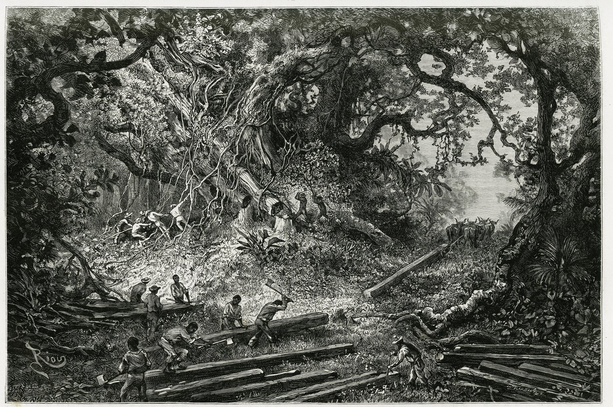 The exploitation of mahogany in the forests of the Andes. Engraving by Riou, to illustrate the story “” Journey to Yucatan and the Land of Lacandons””, in 1882, by Desire Charnay (1828-1915) archeologist and photographer. Published in the Tour du monde nou 作者 爱德华·里奥（Edouard Riou）