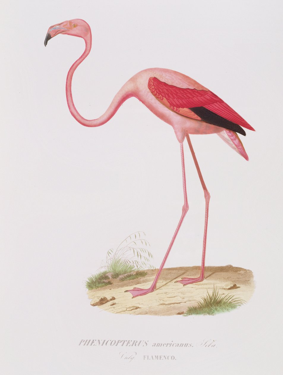 美国Phenicopterus（弗拉门戈）（原文如此）由Fournier，酒吧刻。由Bougeard 作者 爱德华·特拉维斯