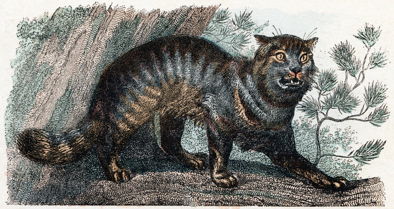 野猫 - “字母表说明动物” 19 世纪（雕刻） 作者 爱德华·特拉维斯