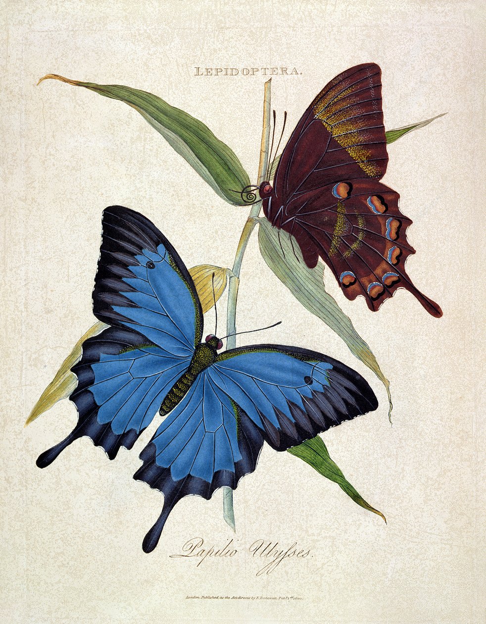 蝴蝶：Papilo Ulysses，酒吧。由艺术家，1800 作者 爱德华·多诺万