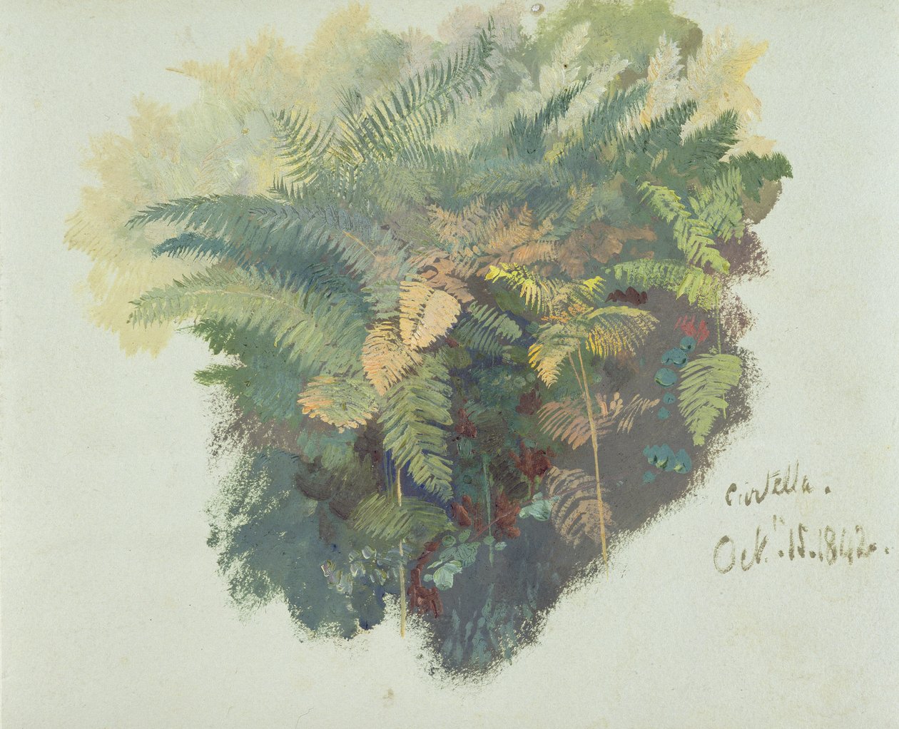 蕨类植物，Citivella，1842年的研究，（灰色纸上的油） 作者 爱德华·李尔