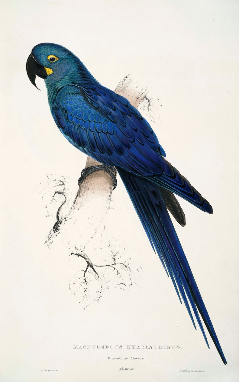 Anodorhynchus leari 作者 爱德华·李尔