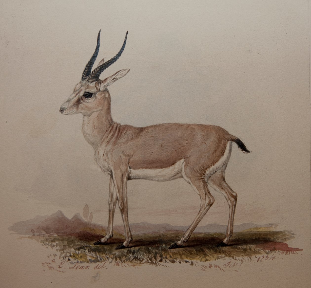 羚羊，1834年 作者 爱德华·李尔