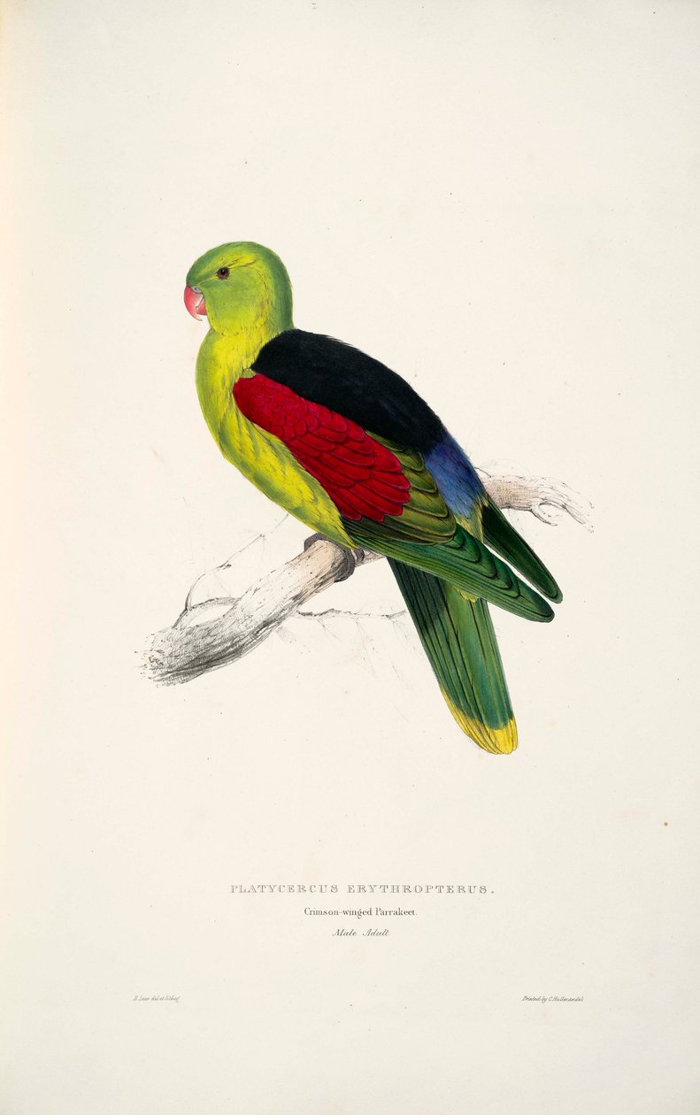 Aprosmictus erythropterus 作者 爱德华·李尔