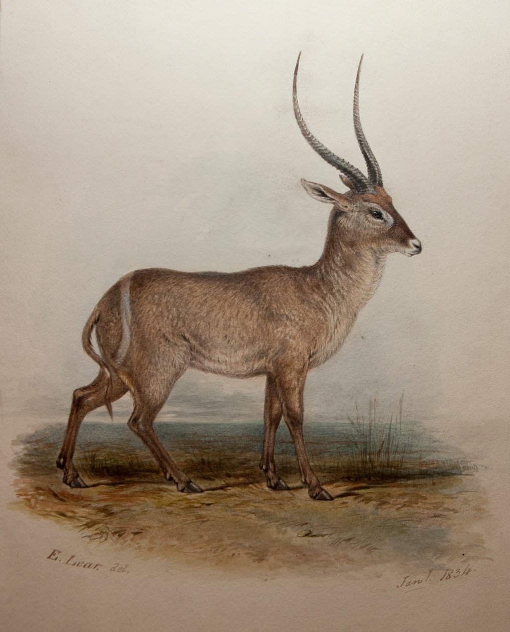 Bohor Reedbuck，1834年 作者 爱德华·李尔