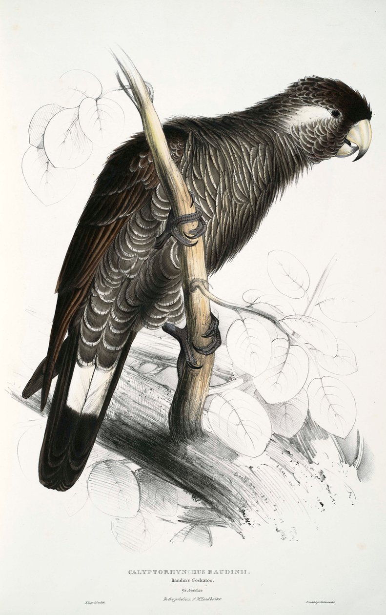 Calyptorhynchus 作者 爱德华·李尔