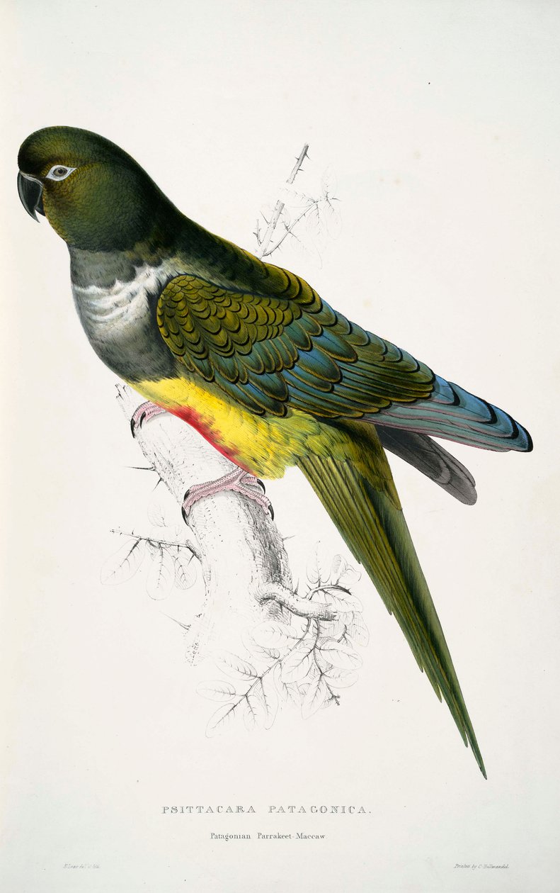 Cyanoliseus patagonus 作者 爱德华·李尔
