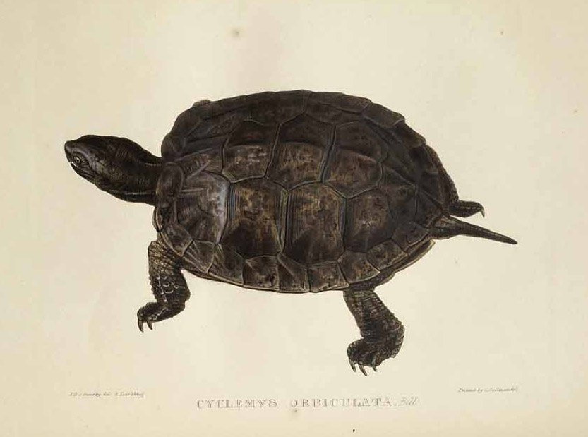 Cyclemys orbiculata 作者 爱德华·李尔