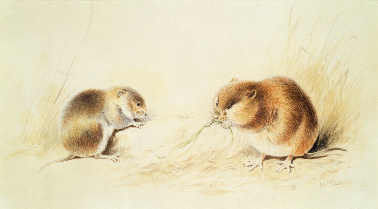 Dormice，19世纪 作者 爱德华·李尔