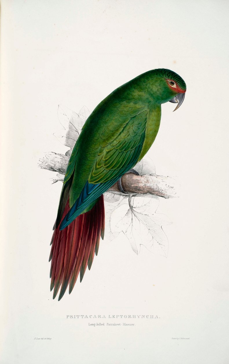 Enicognathus leptorhynchus 作者 爱德华·李尔