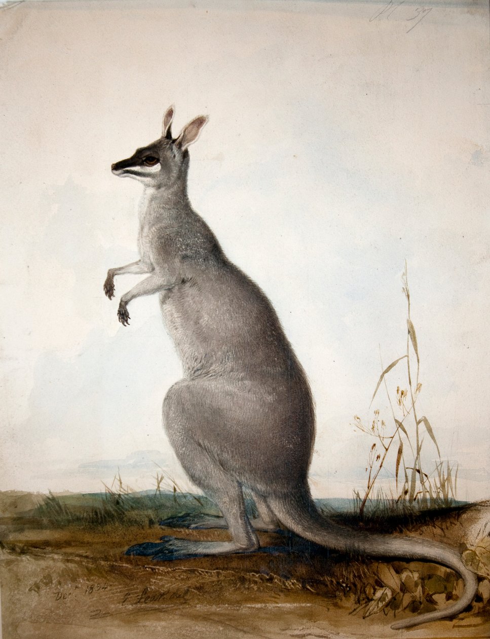 Macropus parryi，1834 作者 爱德华·李尔