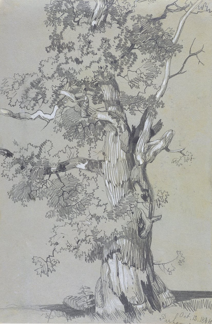 Parham，1834年10月13日（石墨与棕色编织纸上的白色水粉） 作者 爱德华·李尔