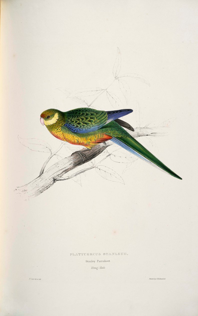 Platycercus icterotis 作者 爱德华·李尔