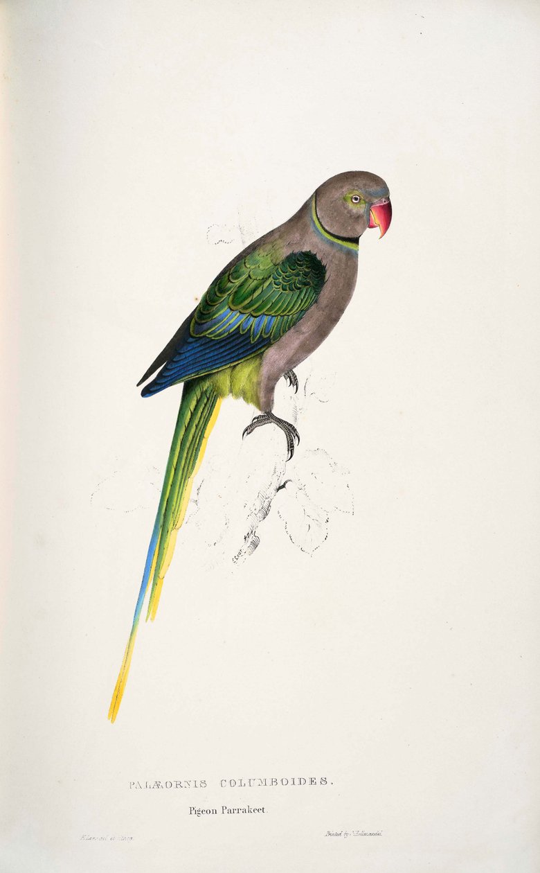 Psittacula columboides 作者 爱德华·李尔