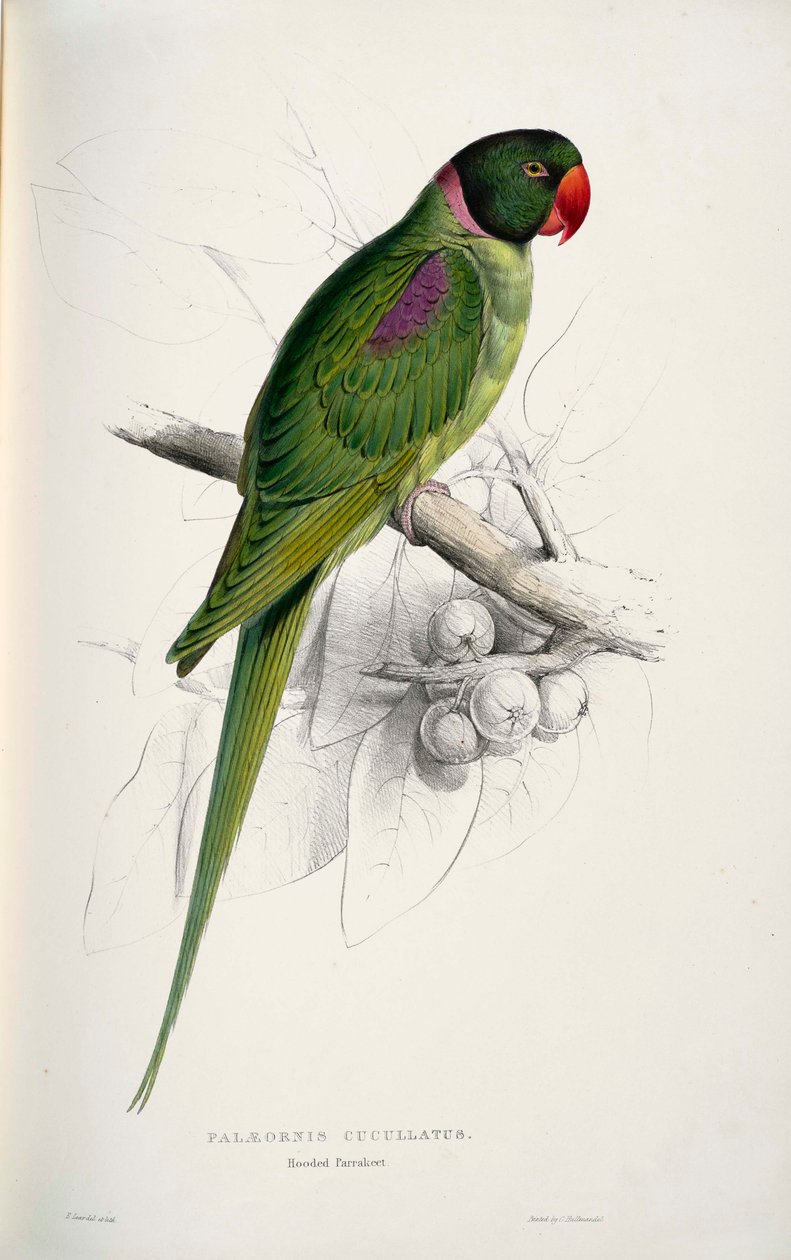 Psittacula eupatria 作者 爱德华·李尔