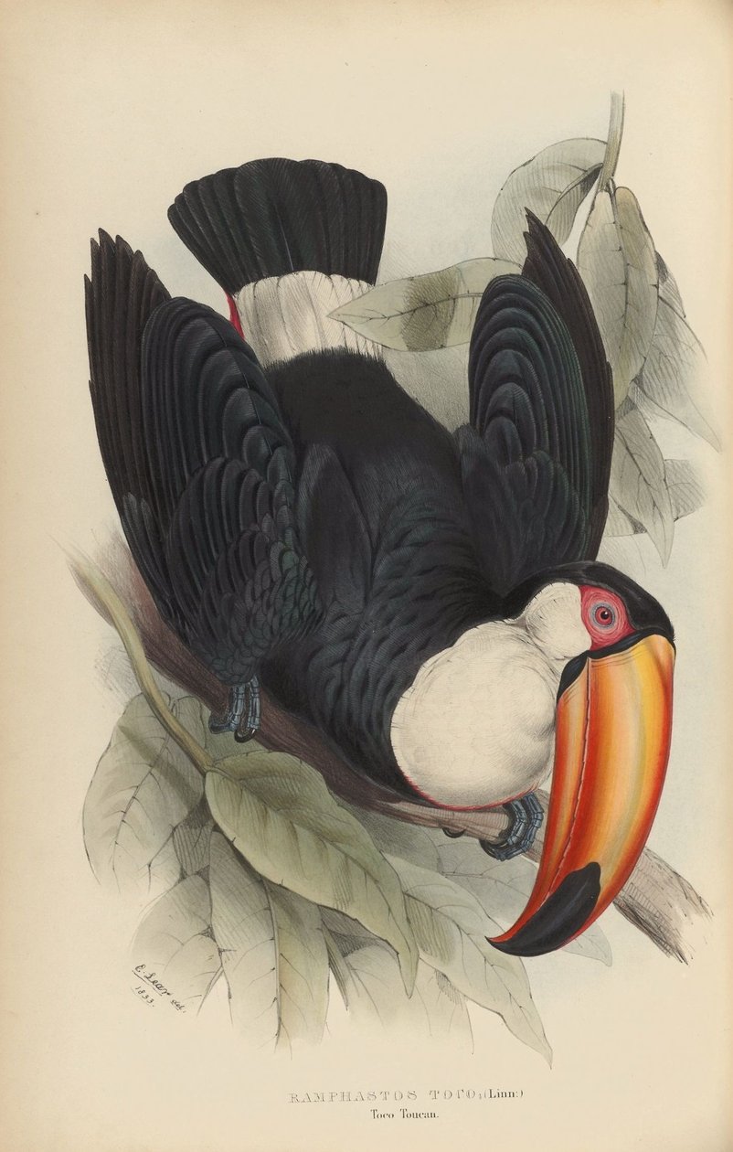 Ramphastos toco 作者 爱德华·李尔