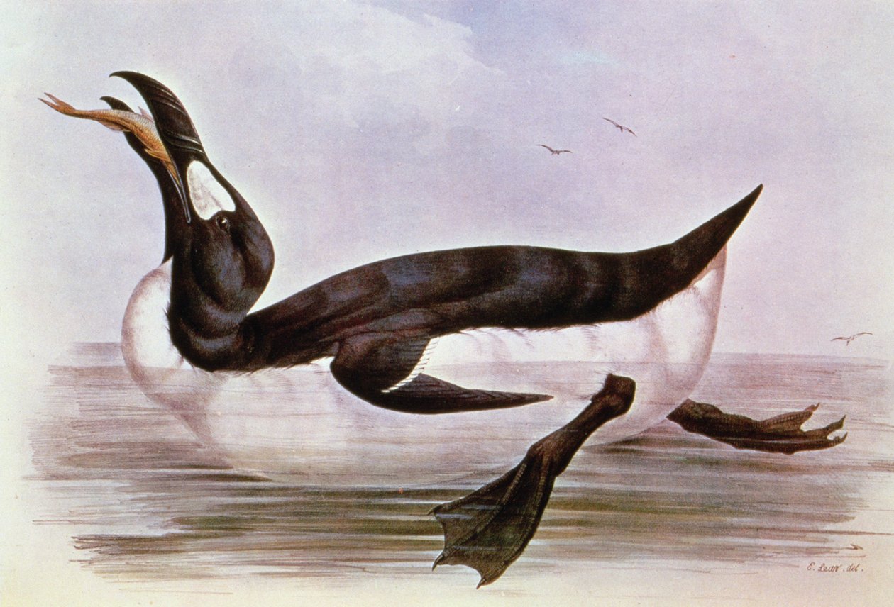 The Great Auk，来自J. Gould的“The Birds of Europe”插图，1832-37（手工彩色版画） 作者 爱德华·李尔
