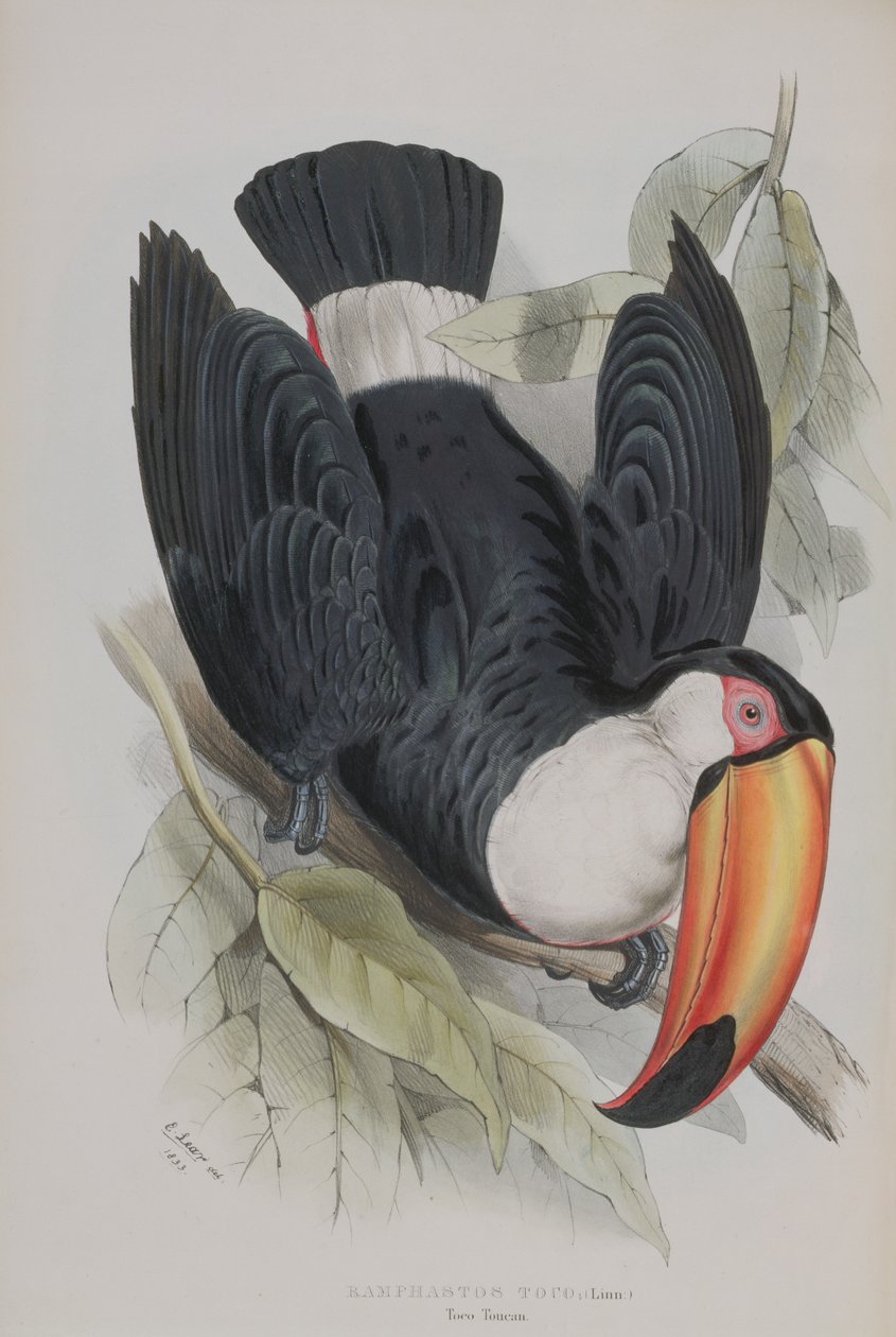 Toco Toucan，来自“Ramphastidae的专着，或者Toucans家族”，由John Gould（1804-81）出版，1833-35 作者 爱德华·李尔