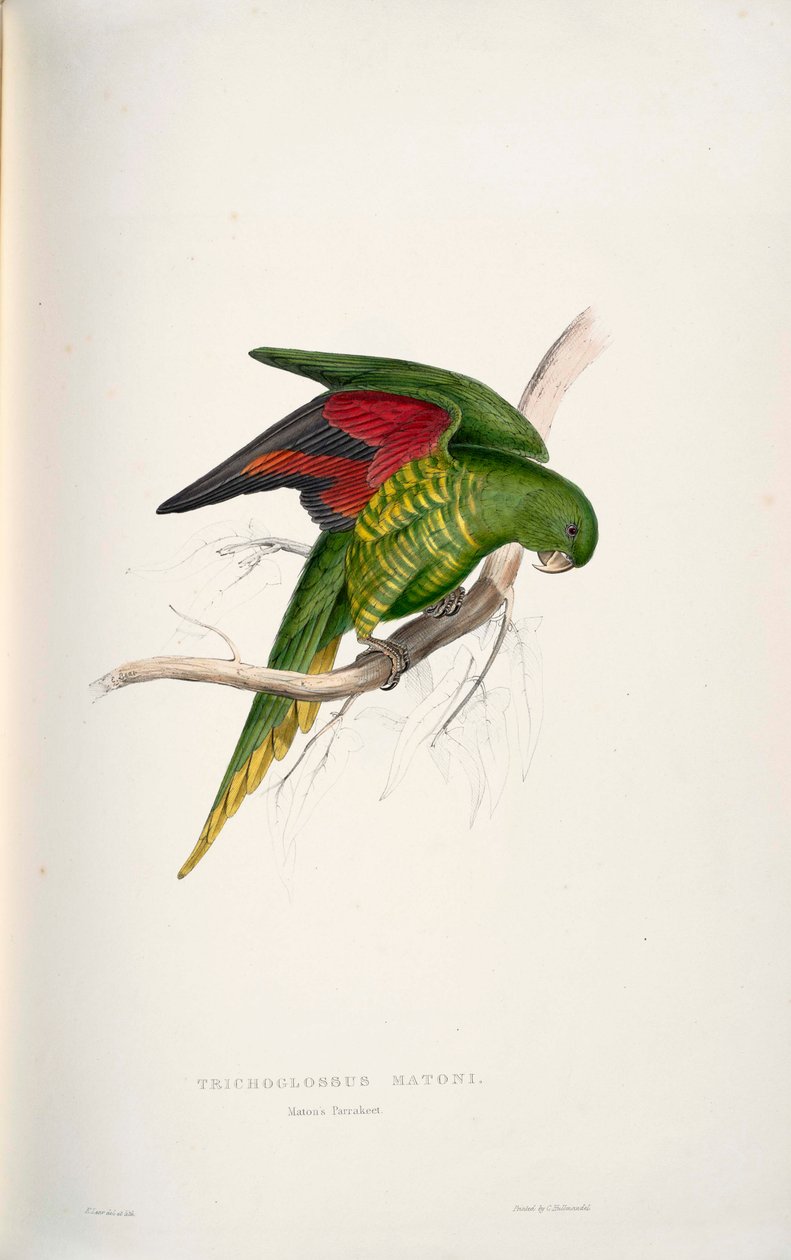 Trichoglossus chlorolepidotus 作者 爱德华·李尔