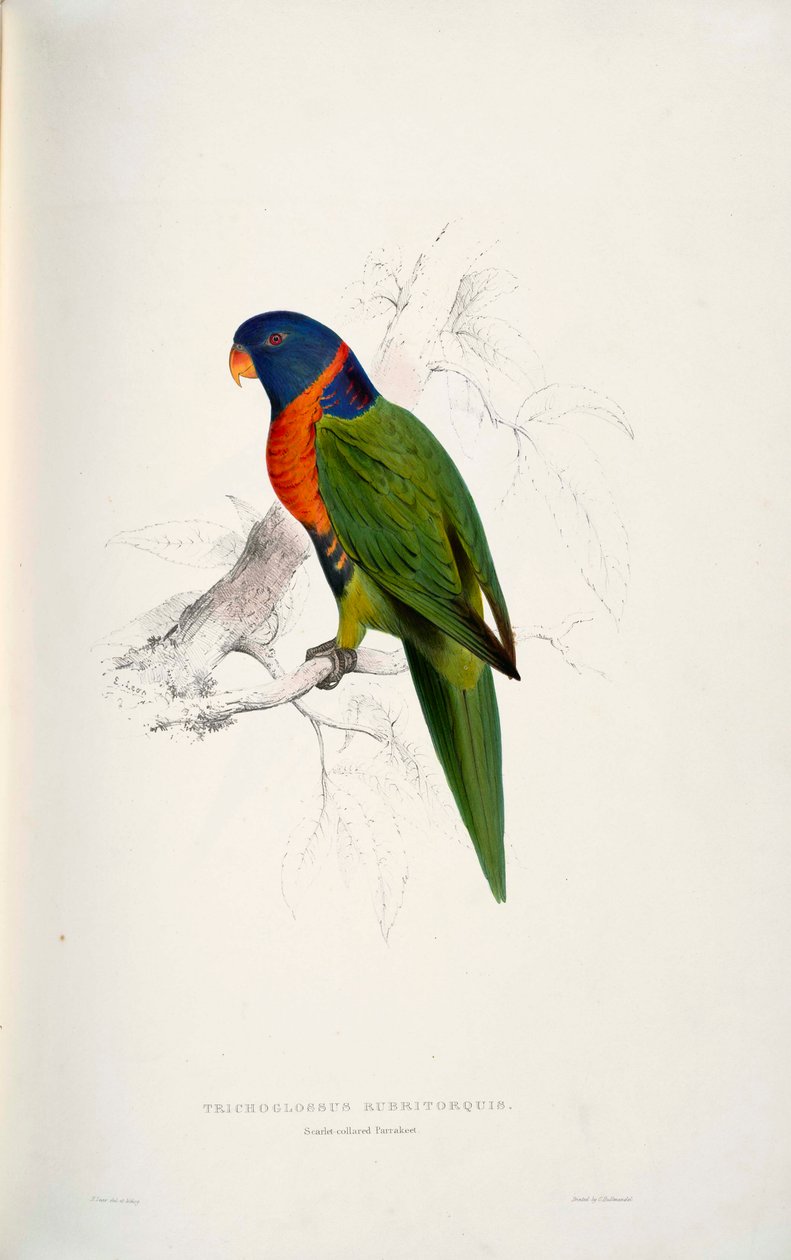 Trichoglossus rubritorquis Scarlet 作者 爱德华·李尔