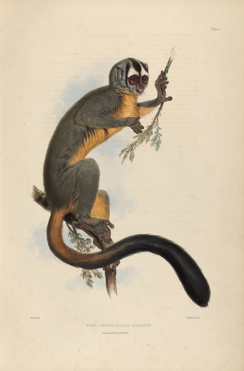 Vitoe Nyctipithecus Infulatus 作者 爱德华·李尔