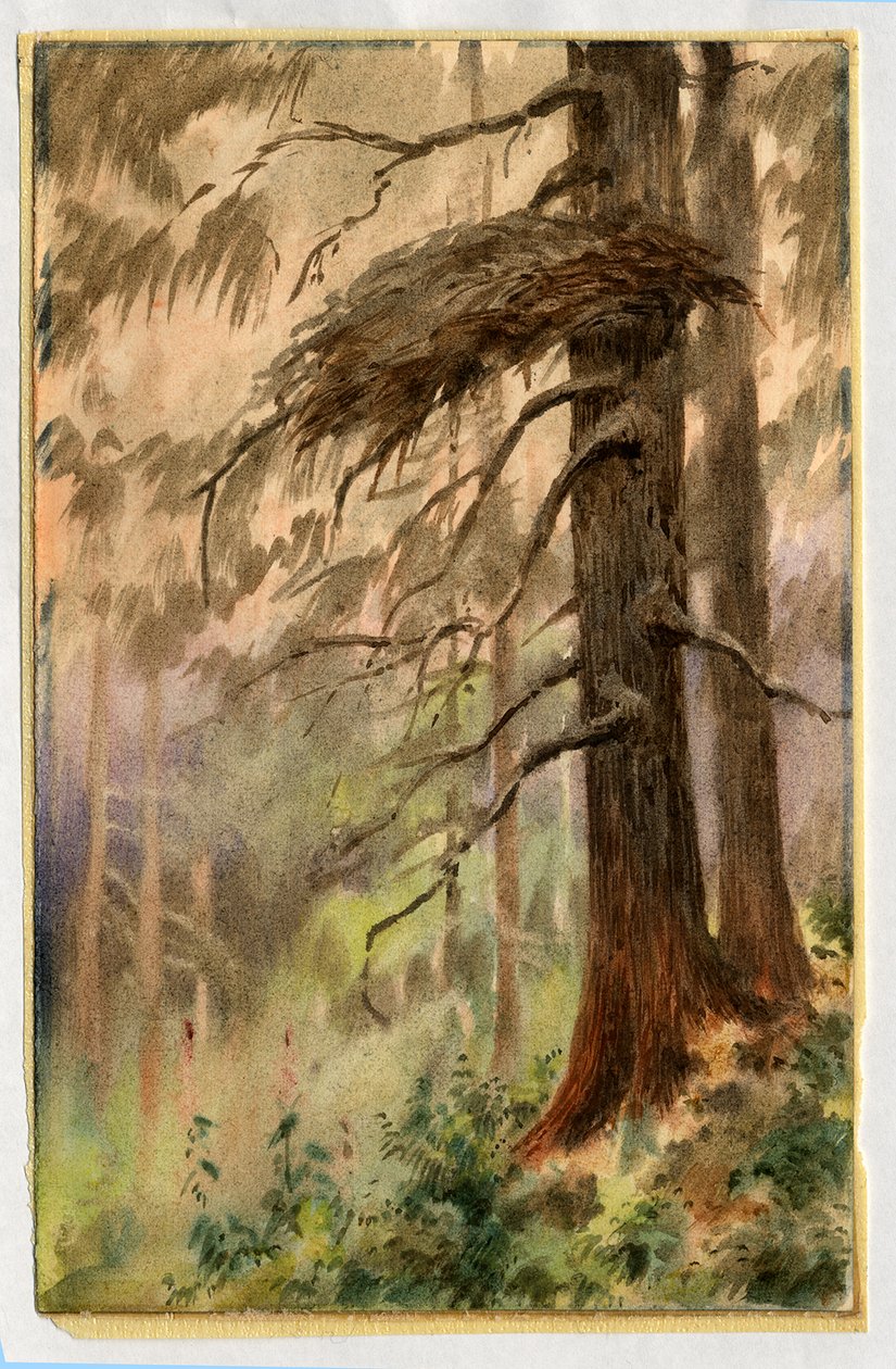 苍鹰窝，1898-99（纸上写着） 作者 爱德华·阿德里安·威尔逊