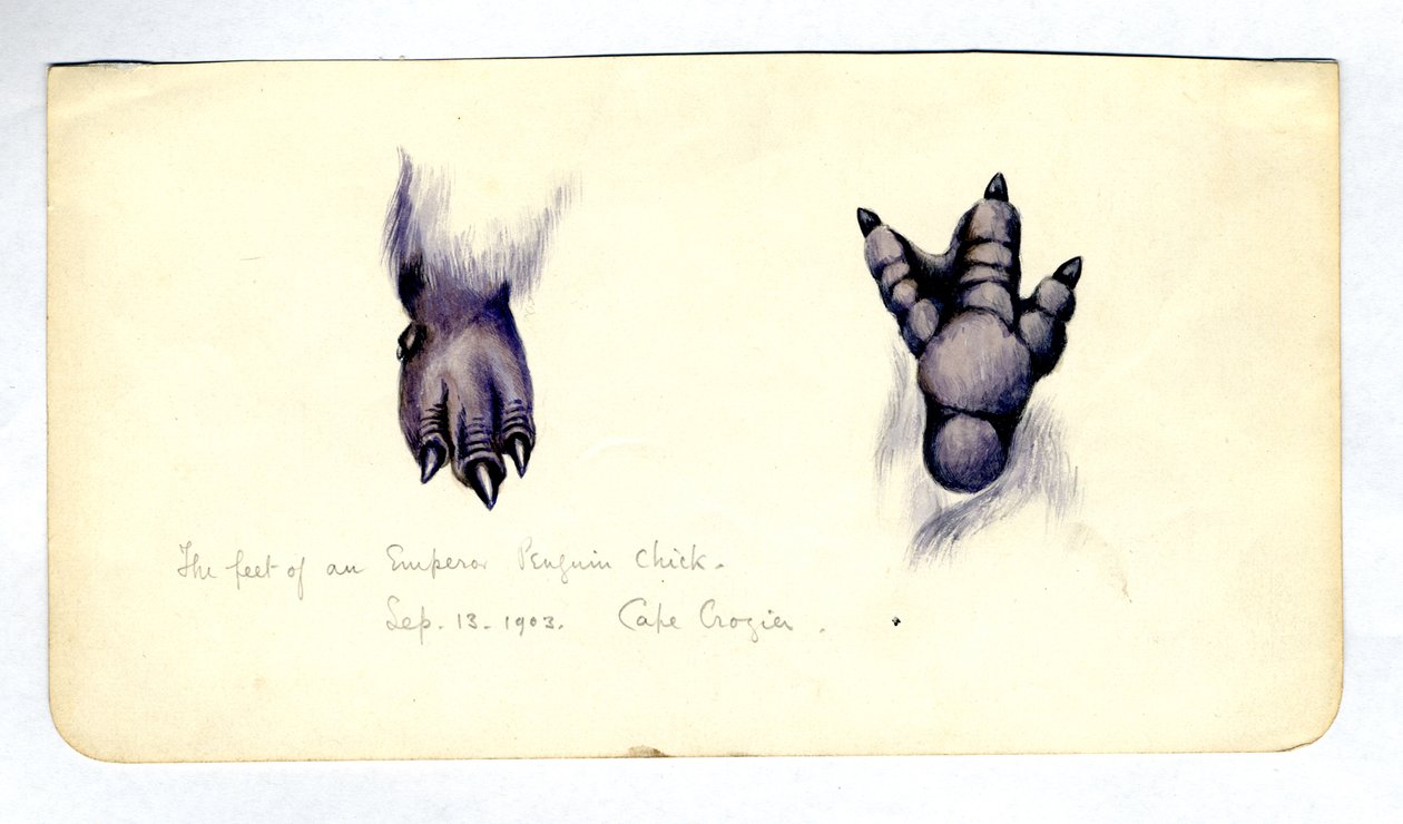 关于企鹅小鸡脚的两项研究，1901-04（纸上wc） 作者 爱德华·阿德里安·威尔逊