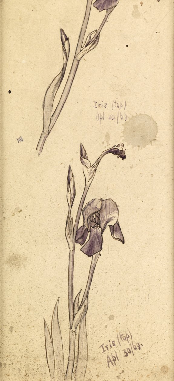 鸢尾花，1869年 作者 爱德华·伯恩·琼斯