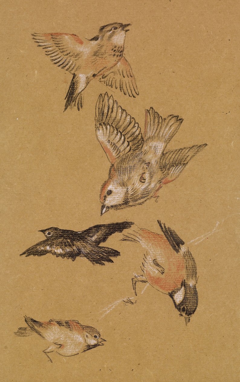 爱带领朝圣者-鸟类研究：雀科，1897年 作者 爱德华·伯恩·琼斯