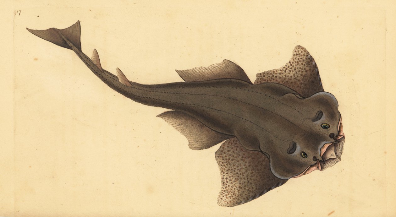 天使鲨，Squatina squatina。极度濒危。(Angel shark, Squallus squatinus)。爱德华-多诺万根据他的《英国鱼类自然史》绘制和雕刻的手绘铜版，多诺万和F.C.和J.里文顿，伦敦 作者 爱德华·多诺万