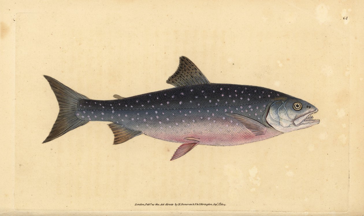 北极鱼，Salvelinus alpinus alpinus（高山鲑鱼，Salmo alpinus）。爱德华-多诺万根据他的《英国鱼类自然史》绘制和雕刻的手绘铜版，多诺万和F.C.和J.里文顿，伦敦 作者 爱德华·多诺万