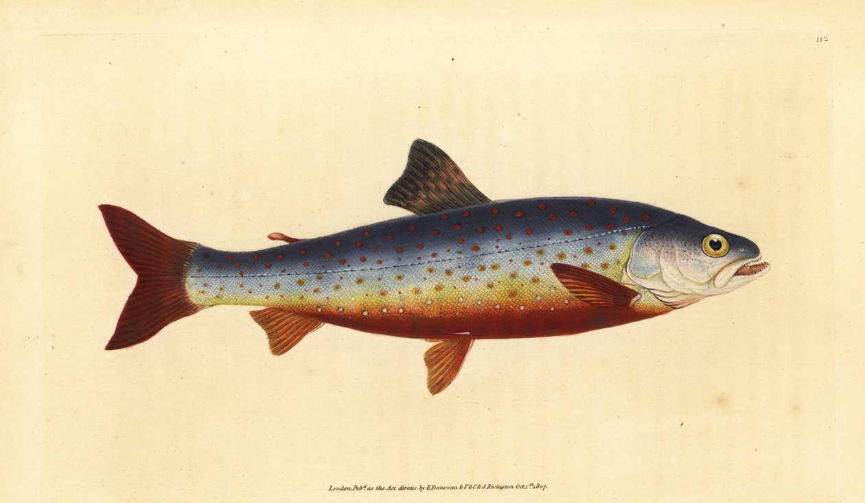 北极熊，Salvelinus alpinus alpinus（Salvelian charr，Salmo salvelinus）。爱德华-多诺万根据他的《英国鱼类自然史》绘制和雕刻的手绘铜版，多诺万和F.C.和J.雷文顿，伦敦 作者 爱德华·多诺万