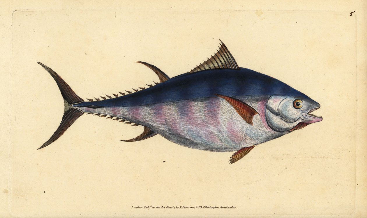 Atlantic bluefin tuna, Thunnus thynnus (endangered). Tunny, Scomber thynnus. Handcoloured copperplate drawn and engraved by Edward Donovan from his Natural History of British Fishes, Donovan and F.C. and J. Rivington, London 作者 爱德华·多诺万