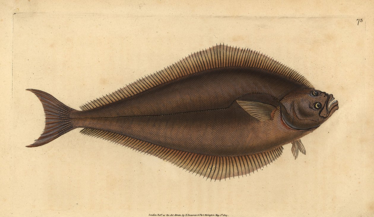 大西洋比目鱼，Hippoglossus hippoglossus。濒临灭绝。(Holibut, Pleuronectes hippoglossus)。爱德华-多诺万根据他的《英国鱼类自然史》绘制和雕刻的手绘铜版，多诺万和F.C.和J.Rivington，伦敦 作者 爱德华·多诺万