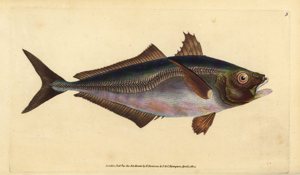 大西洋马鲛鱼，Trachurus trachurus（Scad，Scomber trachurus）。爱德华-多诺万根据他的《英国鱼类自然史》绘制和雕刻的手绘铜版，多诺万和F.C.和J.里文顿，伦敦 作者 爱德华·多诺万