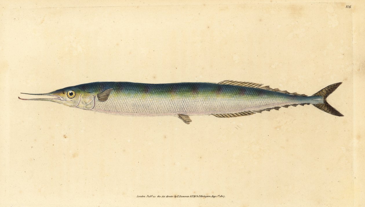 大西洋秋刀鱼，Scomberesox saurus saurus (Skipper pike, Esox saurus)。爱德华-多诺万根据他的《英国鱼类自然史》绘制和雕刻的手绘铜版，多诺万和F.C.和J.里文顿，伦敦 作者 爱德华·多诺万