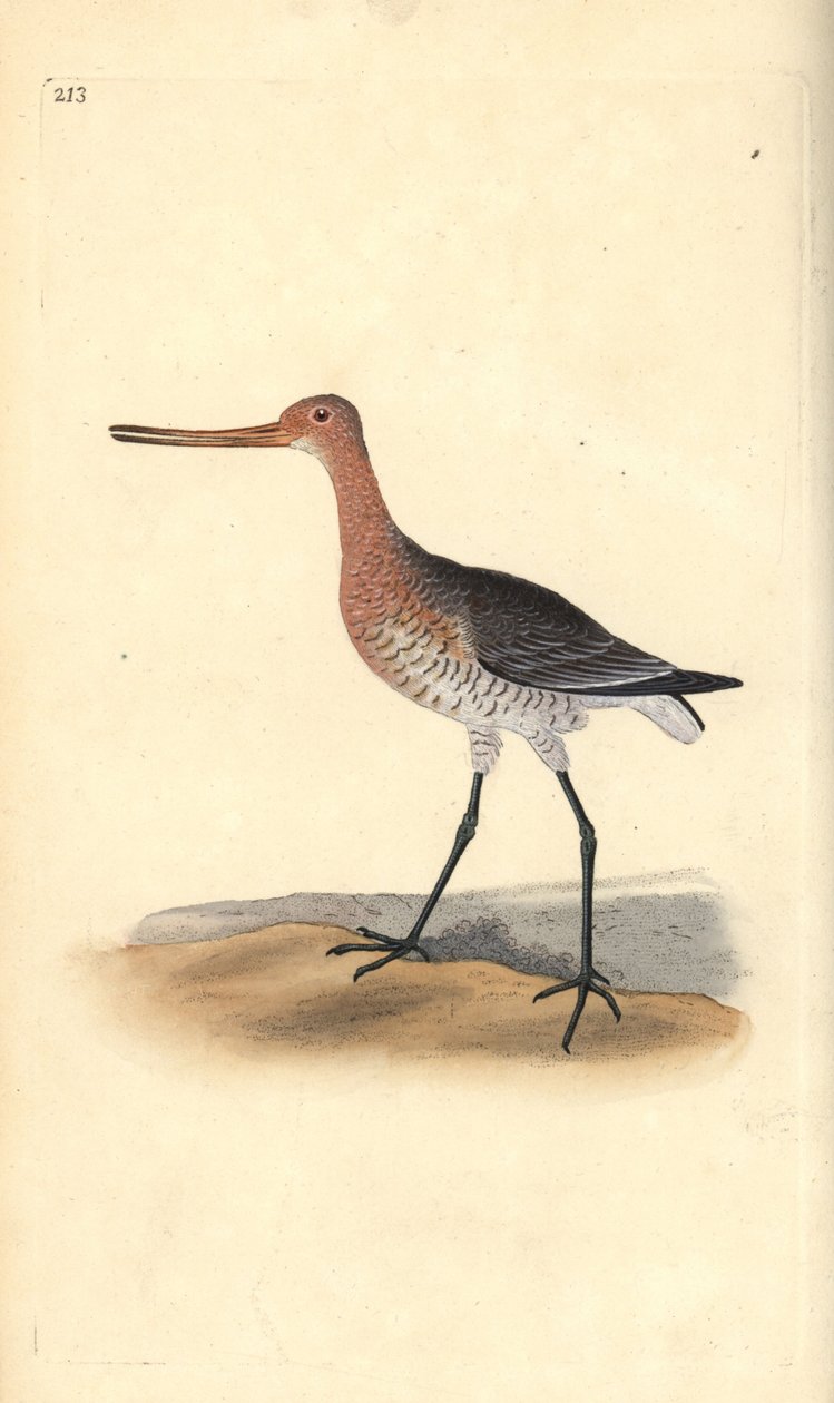 Bar-tailed godwit（女性），Limosa lapponica。爱德华-多诺万根据他自己的《英国鸟类自然史》绘制和雕刻的手绘铜版，伦敦 作者 爱德华·多诺万