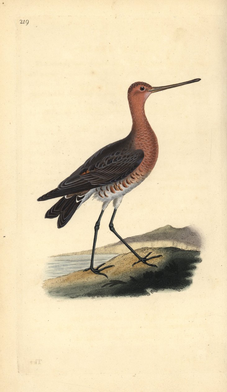 巴尾神鸟（雄性），Limosa lapponica。爱德华-多诺万根据他自己的《英国鸟类自然史》绘制和雕刻的手绘铜版，伦敦 作者 爱德华·多诺万