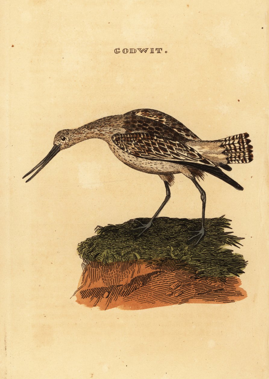 Bar-tailed godwit, Limosa lapponica 作者 爱德华·多诺万