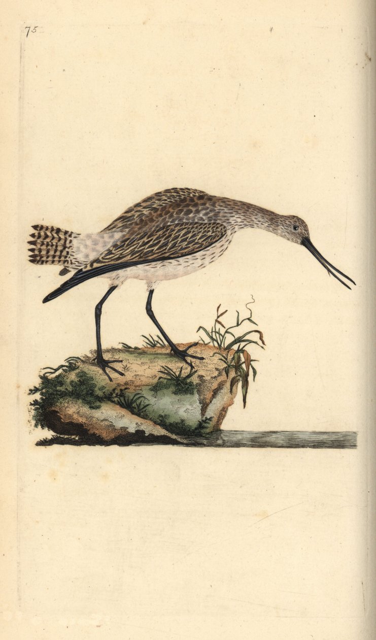 Bar-tailed godwit, Limosa lapponica.爱德华-多诺万根据他自己的《英国鸟类自然史》绘制和雕刻的手绘铜版，伦敦 作者 爱德华·多诺万