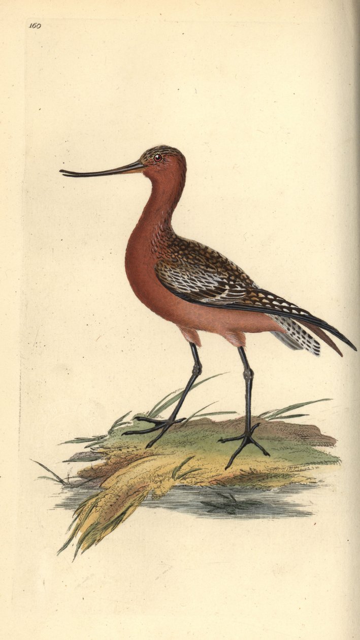 Bar-tailed godwit, Limosa lapponica.爱德华-多诺万根据他自己的《英国鸟类自然史》绘制和雕刻的手绘铜版，伦敦 作者 爱德华·多诺万