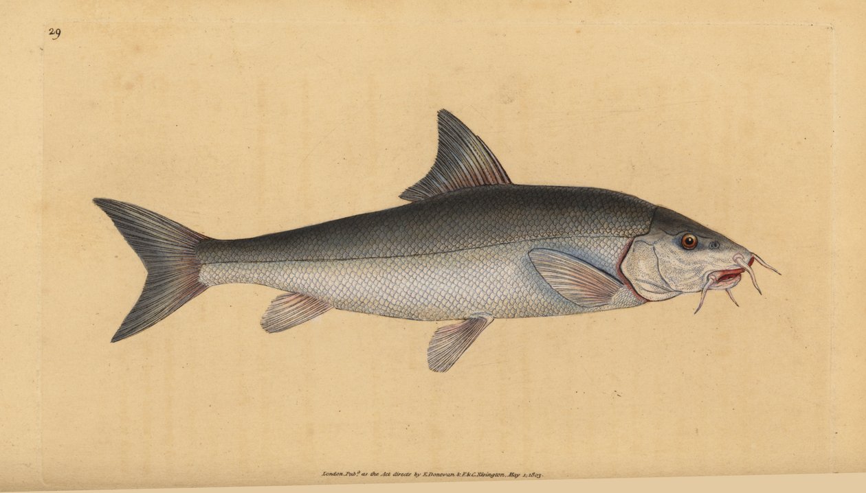 Barbel, bearded bearded（Cyprinus bearded）。爱德华-多诺万根据他的《英国鱼类自然史》绘制和雕刻的手绘铜版，多诺万和F.C.和J.里文顿，伦敦 作者 爱德华·多诺万