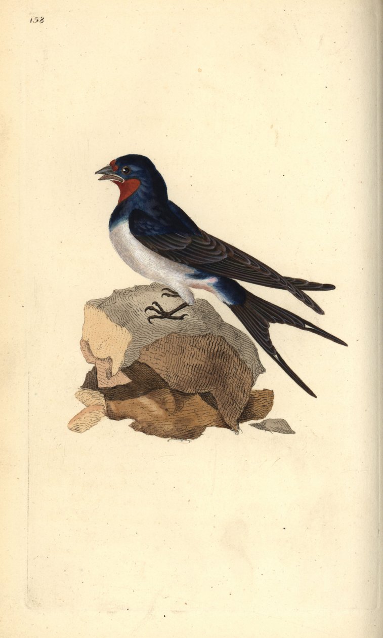 谷燕，Hirundo rustica。爱德华-多诺万根据他自己的《英国鸟类自然史》绘制和雕刻的手绘铜版，伦敦 作者 爱德华·多诺万