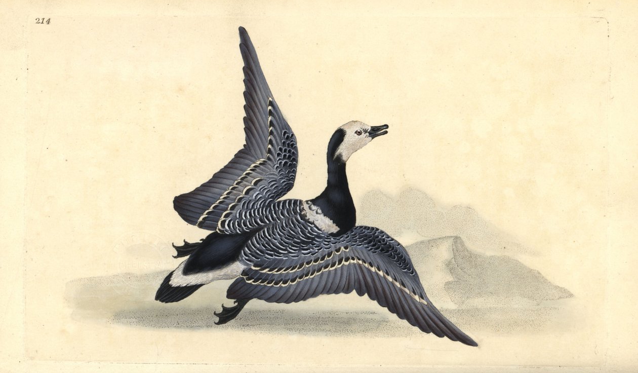 谷仓鹅，Branta leucopsis。爱德华-多诺万根据他自己的《英国鸟类自然史》绘制和雕刻的手绘铜版，伦敦 作者 爱德华·多诺万
