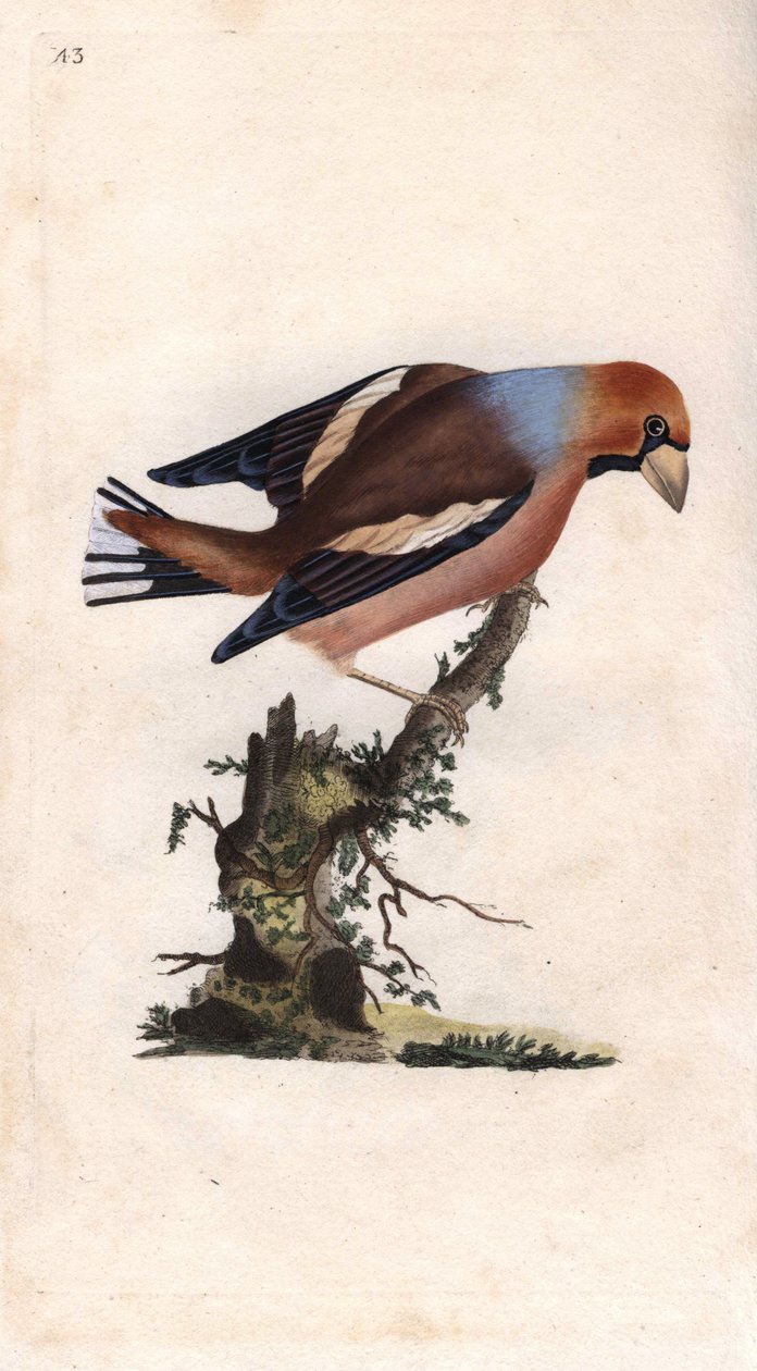 大嘴破核。茧蛾鸟（Loxia coccothraustes）。爱德华-多诺万（1768-1837）的铜版画，发表于《英国鸟类自然史》，伦敦 作者 爱德华·多诺万