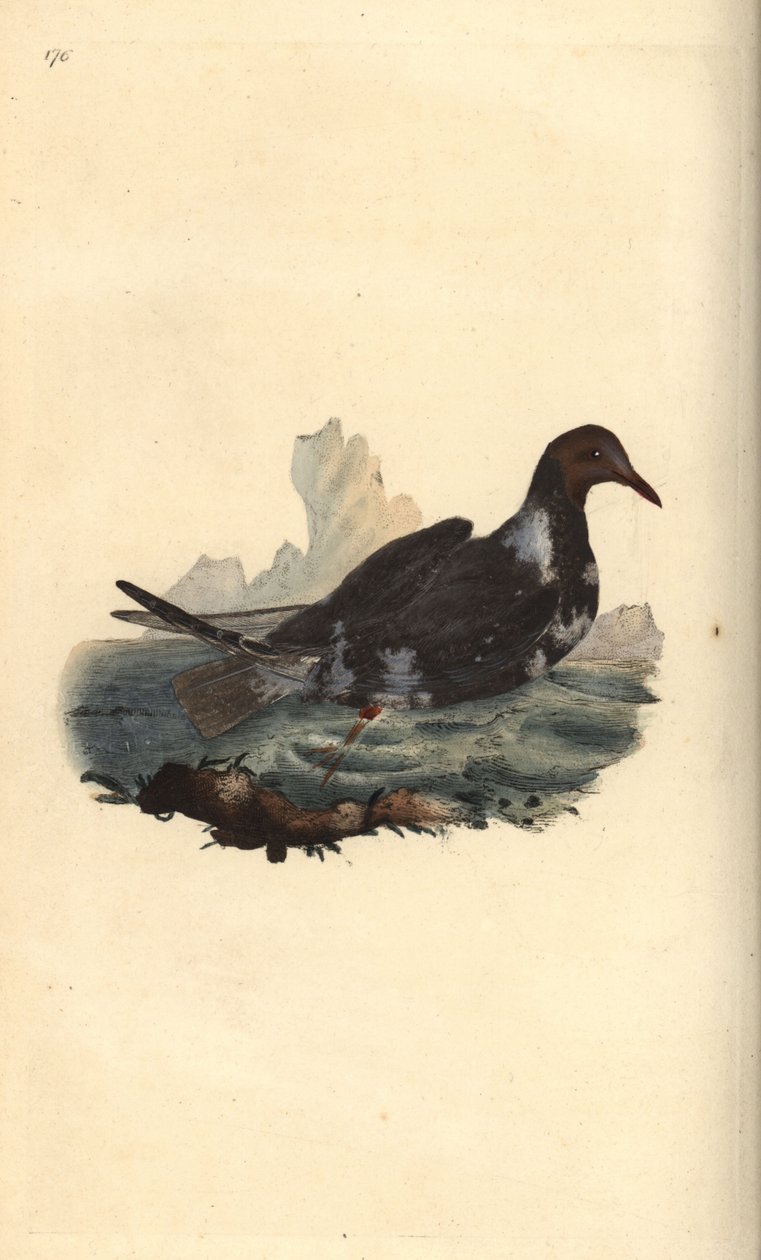 黑头鸥，Chroicocephalus ridibundus，夏季羽毛，头部呈褐色。爱德华-多诺万根据他自己的《英国鸟类自然史》绘制和雕刻的手绘铜版，伦敦 作者 爱德华·多诺万
